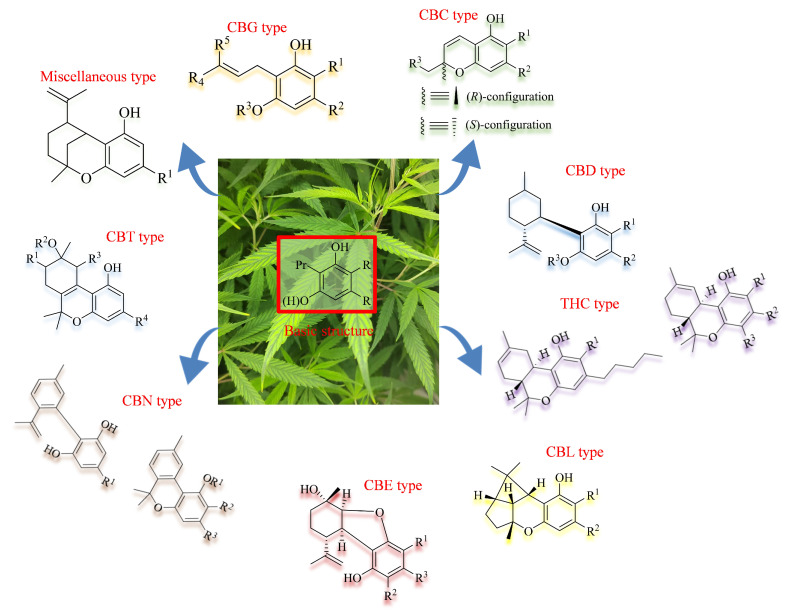The structures of representative cannabinoids in Cannabis sativa.