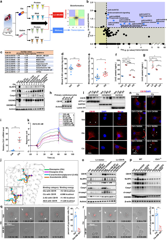 Pyroptosis-based screen identified cannabinoid receptor 1 (CB1R) as a critical regulator of cell pyroptosis. a Dual omics-based screen workflow. b Analysis of overlapped pathways by the transcriptomic and proteomic analyses. The overlapped pathways were highlighted in the right upper quadrant with the pathway ID and full names annotated. c Small-molecule compounds against the overlapped pathways were designed (upper panel) and added to the HL-1 myocytes for 24 h at a final dose of 1 μM. Western blot analysis was performed to assess the effects of pathway inhibition on the Olz-activated pyroptosis (lower panel). d, e LC-MS/MS detection of serum major endocannabinoids 2-arachiodonoylglycerol (2-AG) and anandamide (AEA) (n = 8–10/group) in Veh (PBS) or Olz (5 mg/kg)-treated mice. LC-MS/MS detection of cellular 2-AG levels in H9c2 cells (f) and HL-1 cells (g) receiving Veh (PBS), low dose (LD, 1 μM), medium dose (MD, 4 μM), and high dose (HD, 16 μM) of Olz from three independent assays. h Western blot analysis of CB1R in primary cardiomyocytes. i qRT-PCR analysis of Cb1r mRNA in Veh (PBS) or Olz (5 mg/kg)-treated mouse hearts (n = 5/group). j Molecular docking of ligand binding with human CB1R (hCB1R). The receptor is shown in gray cartoon representation. Ligands are shown in stick representation with indicated colors. The inset shows magnified view of ligand binding with CB1R. The binding energies were tabulated. k Surface plasmon resonance (SPR) measurements illustrating binding of Olz to the hCB1R. l Western blot detection of CB1R subcellular localization in response to Veh (PBS), LD (1 μM), MD (4 μM), and HD of Olz (16 μM) treatments of mouse HL-1 myocytes. m Subcellular localization of CB1R in response to clozapine (Clz, 20 μM) or Olz (4 μM) treatments of mouse HL-1 cells for 24 h. White arrowheads indicate membrane location. Scale bar = 20 μM. n Wild type (WT) Cb1r plasmid, Cb1r with C416A (CB1R-C416A), S426A (CB1R-S426A), or S430A (CB1R-S430A) mutants were individually transfected into Cb1r-knockout HL-1 myocytes and were then treated with Olz (4 μM) or Clz (20 μM) for 24 h. Images were taken under confocal immunofluorescence microscope. White arrowheads indicate CB1R membrane localization. Scale bar = 20 μM. o, p Cardiac HL-1 cells with stable overexpression of Cb1r (Lv-CB1R) and its control cells (Lv-vector), or CRISPR-mediated Cb1r knockout (Cb1r−/−) cells and the WT (Cb1r+/+) cells were cultured with indicated treatments for 24 h. Final doses of drugs were Olz (4 μM), Clz (20 μM), ACEA (2.7 μM), and each CB1R antagonist (1 μM). Western blot analysis was performed to detect pyroptosis proteins. q, r Rat H9c2 cells were pretreated with PBS or AM 281 (1 μM) for 1 h. The cells were then subject to Olz (4 μM) or Clz (20 μM) treatments in medium containing PI dye (30 μM). Time duration = h: min: s: ms. The percent of pyroptosis cells was quantified from three independent assays. Scale bar = 50 μm. All quantification represents the mean and SEM of each group. Students’ t-test was used for analysis in (d, e, I, q, r) and one-way ANOVA with Bonferroni post hoc test was used for analysis in (f, g). *p < 0.05; **p < 0.01; ***p < 0.001 as indicated