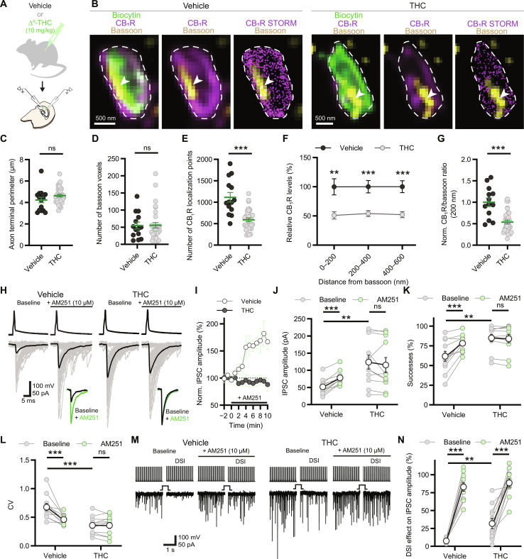THC disrupts the intrasynaptic nanoscale stoichiometry and the cannabinoid tone.(A) Schematic illustration of experimental design. (B) Confocal and combined STORM images of CB1R labeling (magenta) on biocytin-labeled (green) boutons from either vehicle or THC-treated animals. Arrowhead marks bassoon-labeled synaptic active zone (yellow). (C) Summary graph of axon terminal perimeter in vehicle and THC-treated samples (vehicle: n = 16 boutons, THC: n = 35 boutons, Pns = 0.14). (D) Summary graph of bassoon-positive voxel numbers (vehicle: n = 14 boutons, THC: n = 32 boutons, Pns = 0.84). (E) Summary graph of CB1R STORM localization point numbers (NLP) (***P < 0.0001). (F) Summary graph of distance-independent decrease of CB1Rs on the bouton surface in THC-treated mice. (0 to 200 nm: **P = 0.002, 200 to 400, 400 to 600 nm: ***P < 0.0001) (G) Summary graph of CB1R/bassoon ratio in vehicle and THC-treated boutons (***P = 0.0001). (H) Example traces of paired recordings before and after AM251 application from slices of in vivo vehicle or THC-treated mice. (I) Summary plots of IPSC amplitudes during whole experiment. (J) Summary graph of IPSC amplitudes during baseline and after application of AM251 in vehicle- or THC-treated groups (n = 11 pairs per group, ***P = 0.0004, Pns = 0.18, baseline difference: **P = 0.002). (K) Summary graph of successes (***P < 0.0001, Pns = 0.74, baseline difference: **P = 0.002). (L) Summary graph of IPSC CV values (***P < 0.0001, Pns = 0.96, baseline difference: ***P < 0.0001). (M) Representative IPSC responses on DSI before and after AM251 application on vehicle- or THC-treated slices. (N) Summary graph of DSI effect on IPSC amplitudes (***P < 0.0001, baseline difference: **P = 0.004). Graphs show means ± SEM with individual values. [(C) to (G)] Mann-Whitney U test; [(J) to (N)] two-way ANOVA with repeated measures.