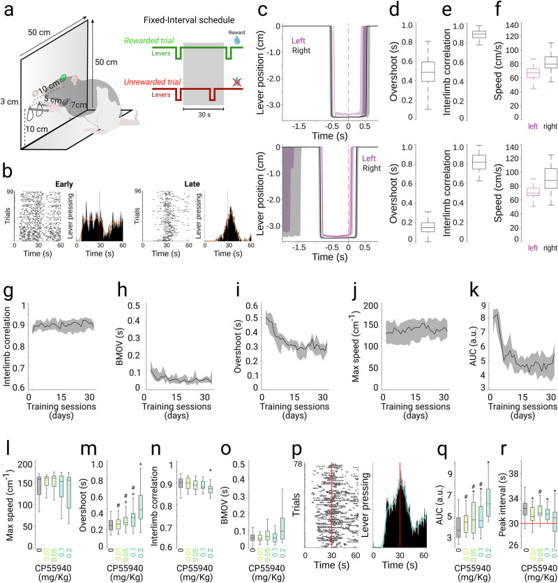 CP55940 effects on the perception and production of temporal intervals.a Schematic representation of the behavioral set-up and task structure. b Representative lever press rasters (left panels) and peri-reward histograms (right panels) during an early and a late training session. c Representative average (shaded area 25th and 75th percentiles) trajectories the left and right levers (color coded) aligned to the reward onset (dotted red line) during an early (up) and late (bottom) training session. Boxplot representation of overshoot (d), interlimb correlation (e), and speed (f) for the same early (upper panels) and late (lower panels) sessions depicted in C. Average learning curves for a group of animals (n = 7) for the following variables: Interlimb correlation (g), bilateral movement onset variability (BMOV, h), overshoot (i), maximum lever speed (j) and area under the curve (k). Data for learning curves are presented as median (solid line) + 75th and 25th percentiles (shaded area). Boxplot comparison of the effect of the CP55940 doses (color coded) on the bilateral execution variables (l–o). p Representative lever press raster and peri-reward histogram during one session under the highest dose of CP55940. Box plot comparison of CP55940 effects on the peri-reward histogram area under the curve (q) and moment of the peak lever response around reward onset (r, peak interval). Boxplots represent median and 25th and 75th percentiles. * and # represents significant differences (LSD post hoc test, p < 0.05) against control (0 mg/kg) and 0.2 mg/kg conditions, respectively.