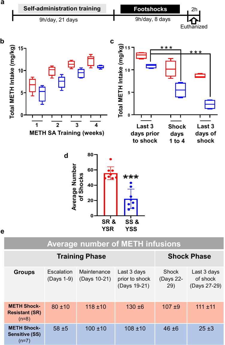 The behavioral effect of contingent footshock punishment on METH intake. The experimental timeline is given (a), where rats self-administered METH for 21 days followed by footshocks for 8 days. The drug-naïve control rats (CT) will be the same as the METH-trained rats except sterile saline is infused after the active lever press. The control animals for footshock also received saline but were yoked to the METH-trained rats that receive contingent shocks. There were separate groups of rats that were yoked to the corresponding METH shock-resistant (SR) and shock-sensitive (SS) rats. They are termed YSR and YSS, respectively. (b) Box and whisker plot shows that during weeks 1 and 2 rats given access to METH slowly increased their drug intake (escalation phase). By weeks 3 and 4, the METH intake plateaued (maintenance phase). Total METH intake between shock-resistant (SR, n = 8, shown as red) and shock-sensitive (SS, n = 7, shown as blue) rats did not significantly differ during these escalation and maintenance phases. (c) Following the footshock punishment, SS rats significantly decreased their total METH intake (p < 0.0001), while the SR rats did not. (d) The column bar graph shows the number of footshocks received by the animals. The SS and yoked shock-sensitive (YSS) rats received a significantly lower number of footshocks compared to the SR and yoked shock-resistant (YSR) rats (p < 0.001). (e) The table depicts the average number of METH infusions consumed by rats during both the training and punishment phases