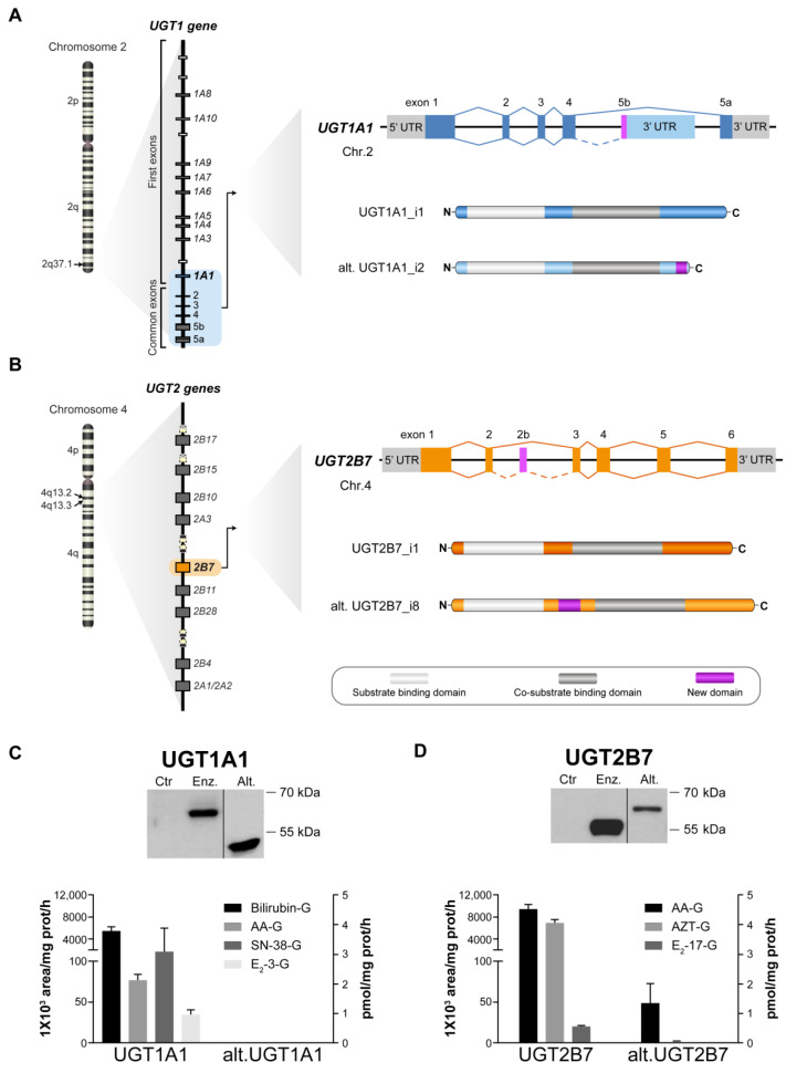 Expression and activity of UGT enzymes and alt. proteins in UGT-negative HEK293 cells. (A) UGT1A1 and (B) UGT2B7 as prototypical examples of the family UGT1A and UGT2, respectively. The splicing events in the UGT1 and UGT2B genes leading to the UGT1A1 and UGT2B7 canonical enzymes (full lines) and alt. proteins (dashed lines) are schematized. The UGT1A1_i2 alternative protein (alt. UGT1A1) possess a truncated C-terminal, resulting from a stop codon located in the exon 5b, whereas the UGT2B7_i8 alternative protein (alt. UGT2B7) has an in-frame insertion of 32 amino acids encoded by the exon 2b. Stable expression and glucuronidation activity of UGT1A1 (C) and UGT2B7 (D) enzymes (enz.) or alternative proteins (alt.) in HEK293 cells. Expression was revealed by immunoblotting of microsomal fractions of UGT-expressing cell models and control cells (Ctr). UGT1A1 and UGT2B7 enzymes displayed enzymatic activity toward typical substrates of these isoenzymes. Assays were conducted with microsomal extracts of each cell model incubated with bilirubin, arachidonic acid (AA), estradiol (E2), 7-ethyl-10-hydroxy-camptothecin (SN-38) or zidovudine (AZT). Activities are reported in pmol/mg prot/h (right axis), except for bilirubin and AA (1 × 103 area/mg prot/h; left axis). No activity was detected in Ctr cells (not shown).