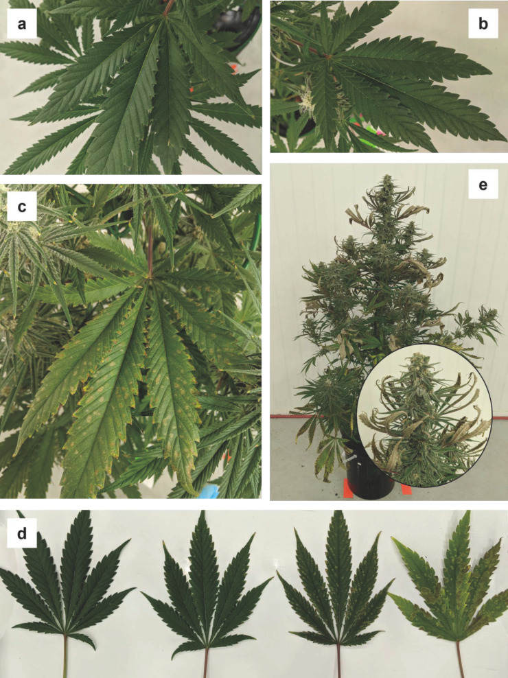 Progression of foliar phosphorous (P) deficiency symptoms in fan leaves during week three (a), week four (b), and week five (c,d) and phosphorous deficiency symptoms on the whole plant (e) and sugar leaves associated with the apical inflorescence ((e), inset).