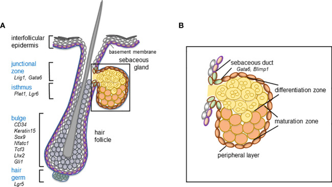Schematic overview of the hair follicle stem and progenitor cell compartments (blue) (A) and distinct cell compartments comprising the mature sebaceous gland (B) including relevant marker molecules expressed by the distinct cell compartments of the mouse telogen hair follicle and the sebaceous duct.