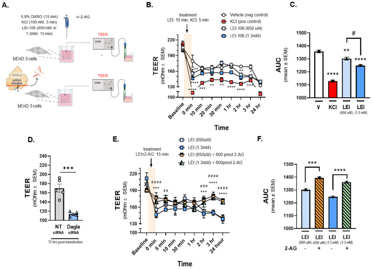 The depletion of 2-AG decreased Trans-Endothelial Electrical Resistance (TEER) of bEnD.3 cells, indicating the loss of barrier integrity. The bEnD.3 endothelial cells were cultured on a trans-well insert, then treated with LEI-106 (650 uM or 1.3 mM) or vehicle (0.9% DMSO in media) with or without 2-AG (600 pmol) for 15 min. KCl pulse (100 mM, 5 min) was used as a positive control. TEER was measured at baseline (before any treatment), right after the treatment (0 min), and then 10, 20, 30 min, 1, 2, 3, and 24 h after post-treatment. In the transfection experiments, TEER was measured 72 h post-transfection. (A) This panel shows the schematic experimental setting. (B) The application of LEI-106 in either dose significantly decreased the TEER value, compared to vehicle control at 0 min time-point, suggesting the loss of barrier integrity (LEI-106-650 uM vs. vehicle: p = 0.0017; LEI-106-1.3 mM vs. vehicle: p < 0.0001, as assessed by two-way ANOVA, F(24,72) = 3.723). At later time-points, the TEER was then normalized, followed by an additional significant decrease at 2 and 3 h (2 h time-point: LEI-106-1.3 uM vs. vehicle: p = 0.0075; 3 h time-point: LEI-106-650 uM vs. vehicle: p = 0.0254 LEI-106-1.3 mM vs vehicle: p < 0.022, as assessed by two-way ANOVA, F(24,72) = 3.723). All data represent the mean ± SEM of three independent experiments performed in triplicate. * p < 0.05, ** p < 0.01, *** p < 0.001, **** p < 0.0001 compared to vehicle control. (C) The area under the curve (AUC) of the corresponding panel B. The AUC analysis further confirmed the significant reduction in TEER induced by LEI-106 treatment (LEI-106-650 uM vs. vehicle: p = 0.009; LEI-106-1.3 mM vs. vehicle: p < 0.0001; LEI-106-650 uM vs.LEI-106-1.3 mM: p = 0.01, as assessed by one-way ANOVA with Tukey post-test, F(3,8) = 125.2). Data are shown mean ± SEM. ** p < 0.01, **** p < 0.0001 compared to vehicle control. # p < 0.05: LEI-106-650 uM vs. LEI-106-1.3 mM. (D) bEnD.3 cells were transfected either with non-targeting control siRNA or siRNA targeting DAGLα. TEER was assessed 72 h post-transfection. A significant decrease in TEER was observed in DAGLα siRNA-transfected cells, compared to non-targeting control, indicating disruption of the barrier integrity after silencing of DAGLα (DAGLα siRNA vs. non-targeting siRNA: p = 0.0003, t(8) = 6.203 as assessed by unpaired t-test, n = 5). Data are shown mean ± SEM. *** p < 0.001, compared to the non-targeting control. (E) The application of 2-AG diminished the effect of LEI-106 on BBB integrity. Significant differences were observed between LEI-106 vs. LEI-106 + 2-AG groups at 0 min time-point (LEI-106-650 uM vs. LEI-106-650 uM + 2-AG: p = 0.0002; hjnnnoLEI-106-1.3 mM vs. LEI-106-1.3 mM + 2-AG: p < 0.0001, as assessed by two-way ANOVA, F(24,90) = 7.318). All data represent the mean ± SEM of three independent experiments performed in triplicate. LEI-106-650 uM vs. LEI-106-650 uM + 2-AG: *** p < 0.001, **** p < 0.0001. LEI-106-1.3 mM vs. LEI-106 1.3 + 2-AG: ## p < 0.01, ### p < 0.001, #### p < 0.0001. (F) The area under the curve (AUC) for panel E. The AUC analysis also showed that 2-AG can mitigate the loss of barrier integrity caused by the inhibition of DAGLα (LEI-106-650 uM vs. LEI-106-650 uM + 2-AG: p = 0.0001; LEI-106-1.3 mM vs. LEI-106-1.3 mM + 2-AG: p < 0.0001, as assessed by one-way ANOVA, F(3,8) = 67.39). Data are shown mean ± SEM. *** p < 0.001, **** p < 0.0001 compared to the corresponding 2-AG treatment.