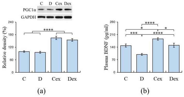 Muscle peroxisome proliferator-activated receptor gamma coactivator 1-α (PGC-1α) and plasma brain-derived neurotrophic factor (BDNF) levels analyzed by Western blot and ELISA, respectively. (a) Increased PGC-1α expressions were observed in the Cex and Dex groups compared to the C and D groups. (b) Plasma BDNF levels were significantly decreased in the D group, whereas exercise normalized these reductions in the Dex group. C: control; D: DEHP exposure; Cex: exercised control; Dex: exercised DEHP exposure. Data are presented in mean ± SEM (n = 10 in each group). *: p < 0.05, ***: p < 0.005, ****: p < 0.001.