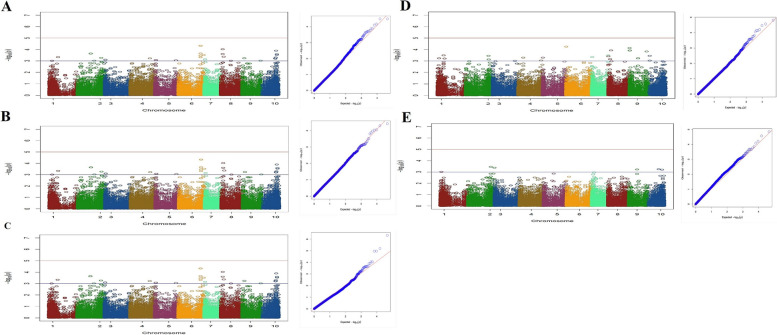 Manhattan plots (left) and quantile–quantile plots (right) of association analysis for traits: (A) intL (B) CL (C) THC Q (D) CBD Q and (E) F&M in studied Iranian cannabis collection