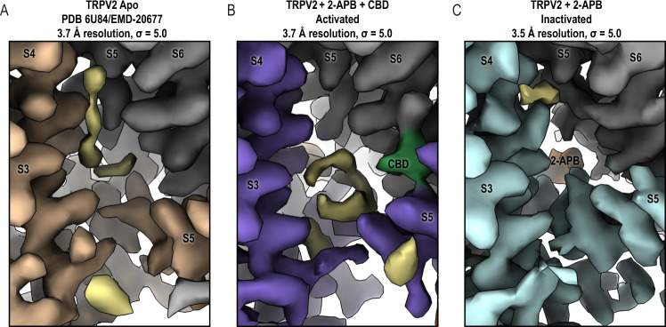 Expulsion of the lipid from the vanilloid pocket of TRPV2 upon 2-APB binding.A The vanilloid pocket of TRPV2Apo1 (PDB 6U84) contains well-resolved lipid tails. B TRPV22APB_CBD_AC has disrupted lipid density in the vanilloid pocket. C TRPV22APB_IAC displays minimal density that could be attributed to the lipid tails in the vanilloid pocket. One monomer is colored wheat, medium purple or light cyan, the adjacent monomer is colored gray; 2-APB is colored orange, CBD is colored green, potential lipid densities are colored khaki. Maps contoured at σ = 5.