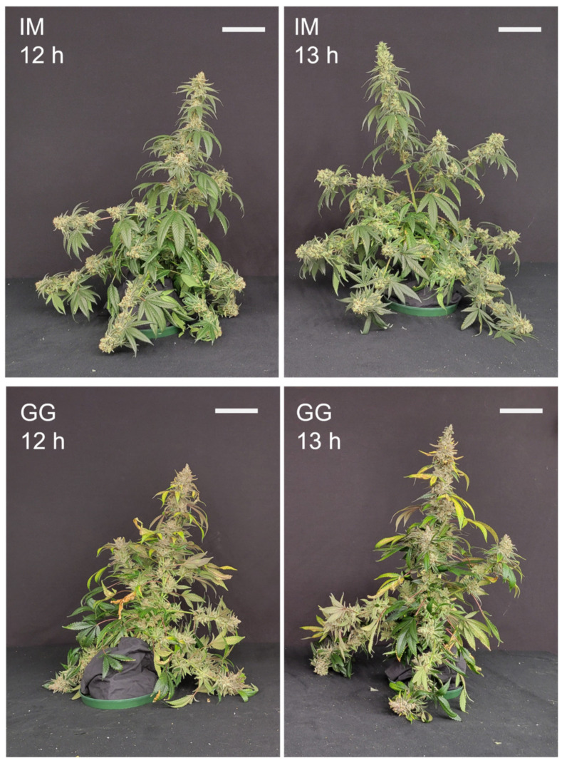Whole-plant images taken just before the harvest of representative plants of C. sativa ‘Incredible Milk’ (IM) and ‘Gorilla Glue’ (GG) on days 58 and 72, respectively, after the start of the photoperiod treatments. The white scale bars in each image are 15 cm.