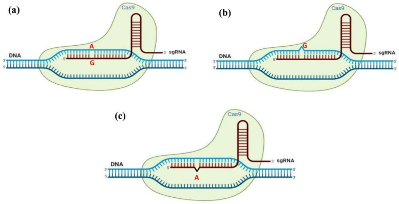 Three types of off-targets induced by CRISPR-mediated genome editing; (a) off-target sites with base mismatch, (b) off-target sites with extra base (DNA bulge or deletion), and (c) off-target site with missing base (RNA bulge or insertion).