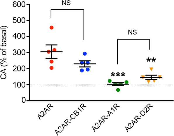 Differential A2AR constitutive activity (CA) in different A2AR heteromers. Constitutive activation of AC in cells expressing A2AR alone or with A2AR plus CB1R, A1R, or D2R. HEK-293T cells were transiently transfected with the cDNA of A2AR alone (3 μg) or with the cDNA of A2AR (1.5 μg) and the cDNA of CB1R, A1R, or D2R (1.5 μg in all cases). CA values are expressed as means ± S.E.M. (n = 5 with quintuplicates in all experiments) of the % of basal values, calculated by dividing the levels of cAMP obtained in each condition by the levels of cAMP in cells transfected with an empty vector (pcDNA3, 3 μg). In addition, the values were normalized by the levels of cell surface expression of A2AR, which was determined by means of SNAP staining (see “Methods”). Statistical analysis was performed by using one-way ANOVA, followed by Tukey’s multiple comparison test (** and ***: p < 0.01 and p < 0.001, respectively, compared with cells only transfected with A2AR)