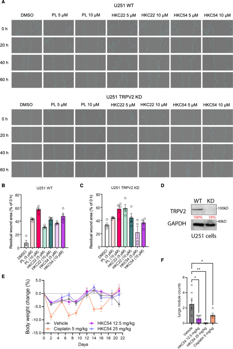 (A) Imaging of wound healing assay results in U-251 and U-251 TRPV2 KD cells after treatment with 5 or 10 μM of HKC22, HKC54, PL, or vehicle control after 20, 40, and 60 h. Images were collected by Zeiss Celldiscoverer and analyzed by ImageJ/Fiji with scratch assay plugin. The residual wound area as a percentage of the original wound area at 0 h for each treatment condition was quantified in (B) and (C) for U-251 WT and U-251 TRPV2 KD cells, respectively. (D) Immunoblot of TRPV2 protein expression in U-251 and U-251 TRPV2 KD cells. (E) Mean percent change in the body weight of Balb/c mice with breast cancer and 4T1-Luc2 lung metastasis treated with 12.5 or 25 mg/kg of HKC54, 5 mg/kg of cisplatin, or vehicle. (F) Lung nodule counts at day 21 after sacrificing the Balb/c mice with breast cancer and 4T1-Luc2 lung metastasis from each group. Data presented as mean ± SEM, ordinary one-way ANOVA test, **p < 0.01, ***p < 0.001.