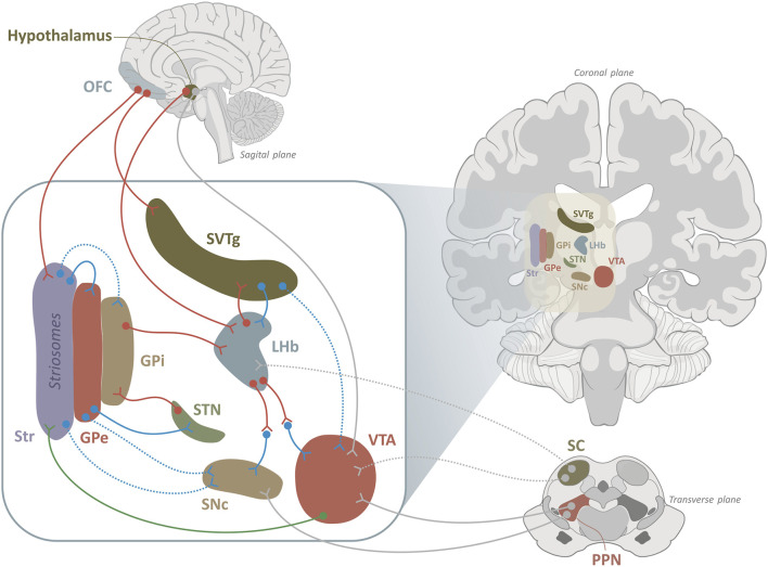 Diagram showing three anatomical planes of the human brain—sagittal, coronal, and transverse—with labeled brain regions such as hypothalamus, OFC, SVTg, LHb, GPi, GPe, Str, VTA, SNc, STN, SC, and PPN. Colored lines represent neural pathways between structures.