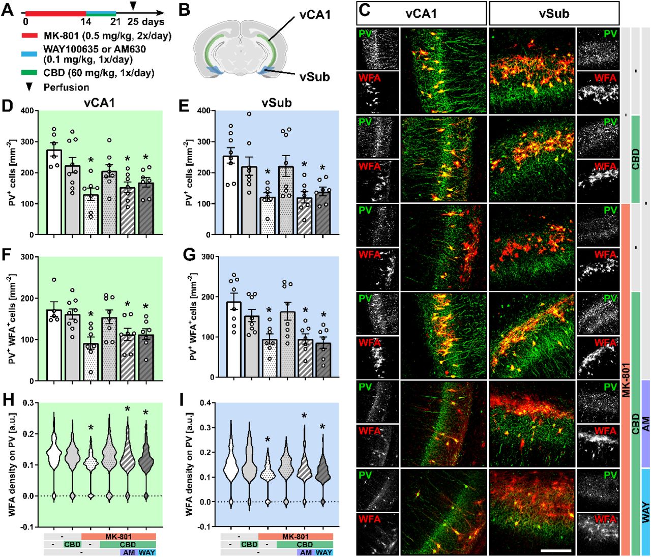 CBD protects against MK-801-induced loss of PV+ neurons and PNNs in the hippocampus through 5-H1A and CB2 receptors(A) Experimental protocol for pharmacological treatment with MK-801, WAY100635, or AM630 and CBD followed by perfusion and immunohistochemical analysis. (B) Schematic representation of the ventral CA1 (vCA1) and the ventral subiculum (vSub) of the hippocampus used for analysis [Created with BioRender.com]. (C) A representative view of parvalbumin (PV, green) and PNNs was detected using WFA (red). Scale bar, 200 µm. (D-E) Cell density of PV+ cells in the vCA1 (D) and vSub (E) regions. (F-G) Cell density of PV+/WFA+ cells in the vCA1 (F) and vSub (G) regions. (H-I) WFA density (calculated as fluorescence intensity) on PV+ cells in the vCA1 (H) and vSub (I) regions. Data are represented as mean ± SEM (D-G) or violin plot (H-I) and derived from N=6-9 mice (D-G) and 90-199 cells (H-I). Each group was compared to the control group (*, p < 0.05). Details on statistical analysis can be found in Supplementary Table 1.