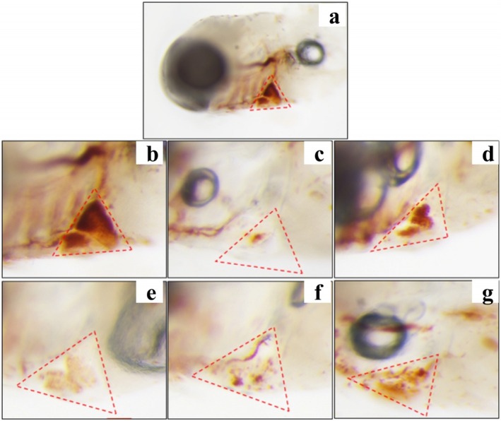 Typical diagram of albino zebrafish cardiac erythrocytes staining after treatment with hemp seed peptide or ponatinib. (a) Example diagram of erythrocytes staining intensity of zebrafish cardiac. (b) Normal control. (c) Model control. (d) Positive control. (e) Hemp seed peptide (31.25 μg/mL). (f) Hemp seed peptide (62.5 μg/mL). (g) Hemp seed peptide (125 μg/mL). The red dotted box indicates the analysis area in the zebrafish cardiac.