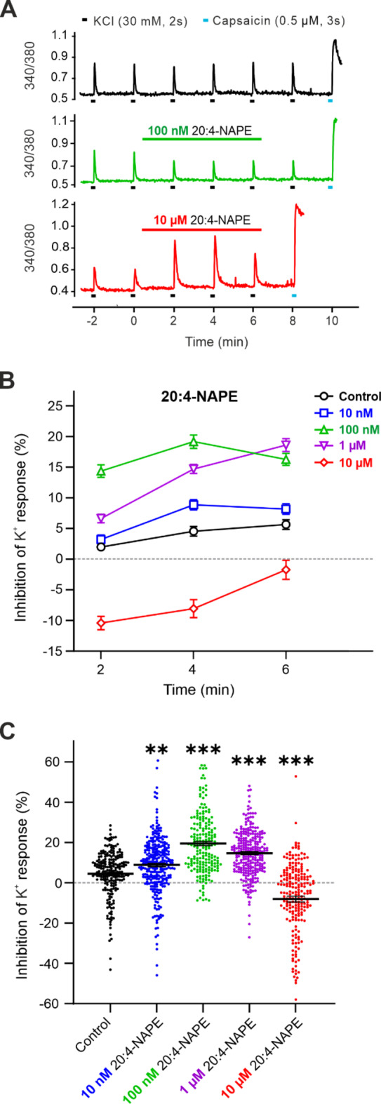 The application of low concentrations of 20:4-NAPE decreased the excitability of DRG neurons, while higher concentration evoked the opposite effect. (A) A native measurement of changes in the intracellular Ca2+ concentration in single neurons under control conditions was conducted during repeated application of KCl (30 mM, 2 s) at 2 min intervals (black line). The application of 100 nM 20:4-NAPE (6 min, green line) decreased the amplitude of the Ca2+ transient (340/380). The application of a high 10 µM concentration of 20:4-NAPE (6 min, red line) increased the amplitude. Capsaicin (0.5 µM, 3 s) applied at the end of the experiment evoked robust response. (B) Repeated application of KCl resulted in a slight inhibition of K+-induced Ca2+ responses in DRG neurons (n = 211). The concentration-dependent effect of 20:4-NAPE application (6 min) on the control K+-induced Ca2+ responses was evaluated in a range of concentrations, comprising 10 nM (n = 288, p < 0.01 at the 4th min), 100 nM (n = 206, p < 0.001 at the 2nd, 4th and 6th min), 1 µM (n = 269, p < 0.001 at the 2nd, 4th and 6th min), and 10 µM (n = 211, p < 0.001 at 2nd, 4th and 6th min). Statistical significance is shown relative to the Control (black line). (C) A representation of the dual effect induced by 20:4-NAPE at the 4th min. A statistically significant difference was detected in the inhibitory and excitatory effects induced by various concentrations of 20:4-NAPE compared to the Control (black). All cells analysed are depicted. One-way ANOVA (Dunnett’s test) was used for statistical analysis, with criteria for significance ∗∗p < 0.01, ∗∗∗p < 0.001.