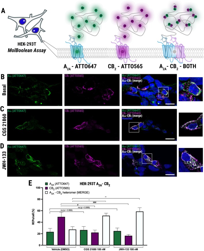 MolBoolean analysis of A2A–CB2 heteromer redistribution in HEK‐293T cells upon agonist treatment. (A) Schematic representation of the MolBoolean assay for detecting A2A free (green), CB2 free (magenta), and A2A–CB2 het (white). Representative confocal microscopy images of cells treated for 1 h with DMSO‐containing vehicle, used because, as indicated in Methods, the agonists stock solutions were prepared in DMSO (B), 100 nM CGS 21680 (C), or 100 nM JWH‐133 (D). Green: A2AR (ATTO647); Magenta: CB2R (ATTO565); Blue: Nuclei (Hoechst 33342). Scale bar = 20 μm. Insets show zoomed regions. (E) Quantification of the relative percentage of RCPs per cell corresponding to A2A free, CB2 free, and A2A–CB2 het. Data represent mean ± SEM (n = 3 independent experiments with multiple‐cell imaging). Statistical significance was determined by one‐way ANOVA followed by Dunnett's post hoc test (F(8, 42) = 7.59; global p < 0.001). ns: Non‐significant (p > 0.999) vs. free A2AR in vehicle (0.1% DMSO); #p = 0.039, ###p = 0.001 vs. CB2 free in vehicle (0.1% DMSO); *p = 0.03, **p = 0.006 vs. heteromer in vehicle (0.1% DMSO).