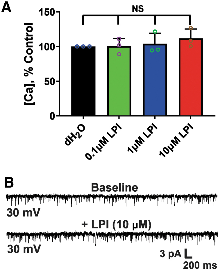 LPI, a GPR55 agonist, does not alter mPT and mtCl channel activity in acutely isolated rat brain mitochondria. (A) The threshold for calcium-induced mPT is not affected by LPI at concentrations ranging from 0.1 to 10 μM. Bar graph depicting mean±SEM of mPT threshold (n=3 rats per group). The y-axis indicates the amount of Ca2+ added to the mitochondrial suspension. One-way ANOVA [F(3, 8)=(0.6527), p=0.6033, NS]. (B) Representative recordings at +30 mV showing mitochondrial chloride channel activity before (top graph) and after 10 μM LPI (bottom graph). Channel activity was unaffected by 10 μM LPI (n=3 per group). Downward deflections indicate channel openings. GPR55, G-protein-coupled receptor 55; LPI, lysophosphatidylinositol.