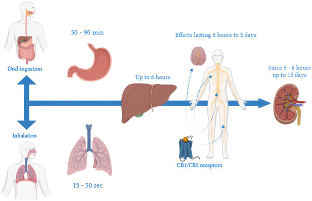 Timeline of THC metabolism: a representation of key steps from ingestion or inhalation, through distribution and hepatic metabolism, to final elimination. Timelines vary by route of administration, frequency of use, and individual characteristics. When inhaled, effects appear within 15–30 s due to rapid pulmonary absorption and direct entry into the systemic circulation. In contrast, ingestion leads to a delayed onset of gastrointestinal effects, which manifest after 30–90 min because of first-pass metabolism in the liver. In the liver, THC is metabolized primarily into 11-OH-THC, an active metabolite, and other inactive compounds, with hepatic action lasting up to 6 h. In the central nervous system, THC binds to CB1 receptors of the endocannabinoid system, producing effects that may persist from 6 h to 3 days, depending on the dosage and frequency of use. THC metabolites, such as THC-COOH, typically become detectable in urine within 1–3 h after use and can remain present for up to 30 days in chronic users. Renal elimination of THC metabolites can continue for up to 15 days, involving residual interactions with CB2 receptors associated with immune functions.