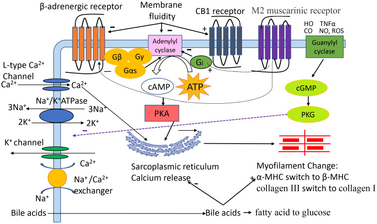 The pathogenic role of different factors in cirrhotic cardiomyopathy (CCM). Cardiac contractility and relaxation are complex processes. Activation of β-adrenergic receptor (β-AR) stimlates adenylyl cyclase which catalyzes ATP to cAMP, the second messenger that activates protein kinase A (PKA) which together with calcium entering via L-type calcium channels, regulates SR and calcium release. The released calcium interacts with troponin and other myofilaments, leading to actin-myosin cross-bridge linking and thus cell contraction. Calcium entering into/expelled from the cytosol plays an essential role in electro-mechanical coupling. Briefly, the action potential activates L-type calcium channels on the plasma membrane, and extracellular calcium flows to the cytosol, triggering release of calcium from the SR. The total calcium in the cytosol reaches peak concentration which triggers cardiac contraction. After contraction, calcium is mainly taken up by the SR, and small quantities are expelled to the extracellular space via sodium/calcium exchanger (NCX). The decreased calcium concentration in the cytosol results in cell relaxation. Other receptors/factors, such as the CB1 receptor, M2 muscarinic receptor, membrane fluidity, NO, CO, TNFα, bile acids, and ROS play regulatory roles in contractile and relaxation cycles. HO, heme oxygenase; CO, carbon monoxide; TNFα, tumor necrosis factor-alpha; NO, nitric oxide; ROS, reactive oxygen species; Gβ Gγ Gαs Gi, G-protein subunit; ATP, adenosine triphosphate; cAMP, 3′,5′-cyclic adenosine monophosphate; cGMP, 3′,5′-cyclic guanosine monophosphate; PKA, protein kinase A; PKG, protein kinase G; FAO, fatty acid oxidation; MHC, myosin heavy chain; SR, sarcoplasmic reticulum; CB1, cannabinoid receptor 1.