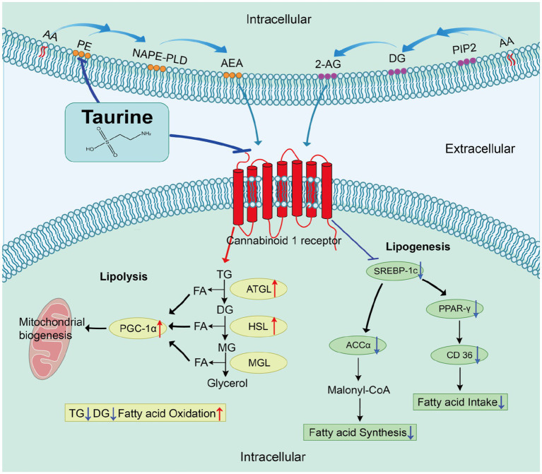 Biochemical diagram showing taurine’s effect on lipid metabolism through modulation of the cannabinoid 1 receptor. Key pathways depicted include lipolysis and lipogenesis, with arrows indicating enzymes, intermediates, and their regulatory directions. Cellular structure boundaries and mitochondria are illustrated.
