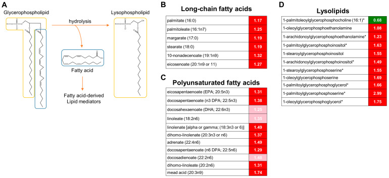 Accumulation of long-chain fatty acids and polyunsaturated fatty acids by acute WAS. (A) Scheme of the PLA2-dependent lipolysis. Measurements of brain content of long-chain fatty acids (B), PUFAs (C), and lysolipids (D). Significantly different values determined by Welch’s two-tailed t-test (p < 0.05). Green color indicates significant difference (p ≤ 0.05) between the groups shown, metabolite ratio of < 1.00, Red indicates significant difference (p ≤ 0.05) between the groups shown; metabolite ratio of ≥ 1.00, Light Red indicates narrowly missed statistical cutoff for significance 0.05 < p < 0.10, metabolite ratio of ≥ 1.00. * Indicates compounds that have not been officially confirmed based on a standard, but identified by virtue of their recurrent chromatographic and spectral nature.