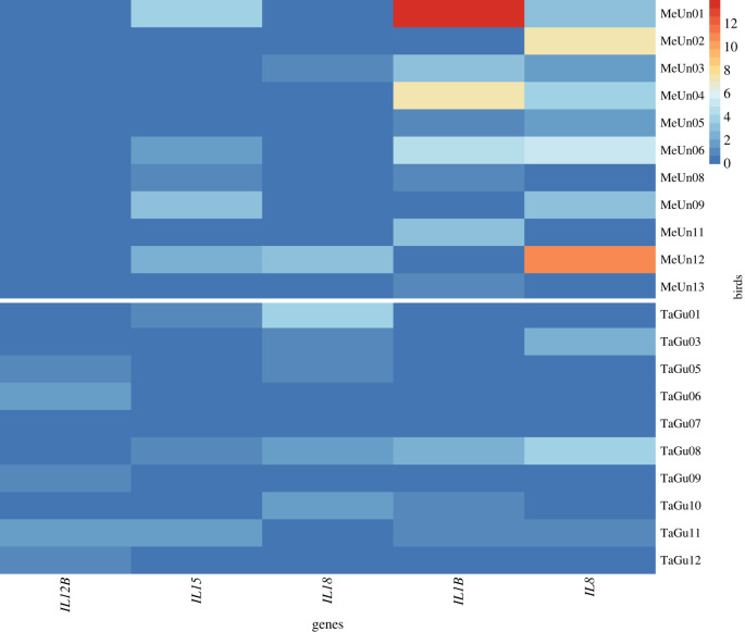 Heatmap showing differences in relative expression changes of proinflammatory cytokines in brains of LPS-stimulated budgerigars and zebra finches. MeUnX = budgerigar, X = number of individual; TaGuY = zebra finch, Y = number of individual. The heatmap colour ranges from blue (lowest upregulation in expression) to red (highest upregulation in expression).