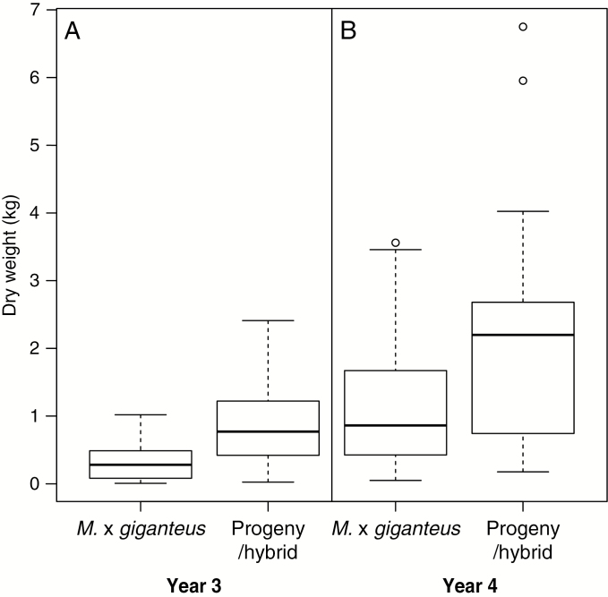 Box plots comparing control M.×giganteus and an F1 progeny/hybrid for the dry weight yield of the third year (A) and fourth year growth (B).