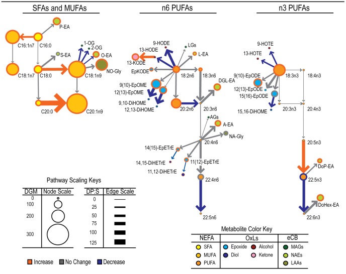 The type 2 diabetes-associated lipidomic changes projected in context of their biological relationships in obese African-American women.Metabolites are represented by circular “nodes” linked by “edges” with arrows designating the direction of the biosynthetic gradient (i.e. substrate to product). Some metabolites are linked by more than one enzymatic step. Node sizes represent magnitudes of differences in plasma metabolite geometric means (ΔGM). Arrow widths represent magnitudes of changes in product over substrate ratios (ΔP:S). Colors of node borders and arrows represent the significance and direction of changes relative to non-diabetics as per the figure legend. Differences are significant at p<0.05 by Mann-Whitney U test adjusted for FDR (q = 0.1).