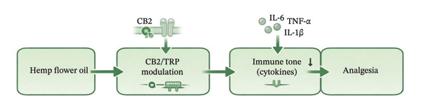 Mechanistic overview of hemp flower oil in pain modulation, illustrating key pathways including cannabinoid CB2 receptor activation, transient receptor potential (TRP) channel modulation (e.g., TRPV1), cytokine downregulation (TNF‐α and IL‐6) and oxidative stress regulation. These pathways reflect established cannabinoid and terpene signalling mechanisms; however, the diagram represents a simplified model of complex, multitarget interactions supported by current evidence [2, 18, 19, 43].