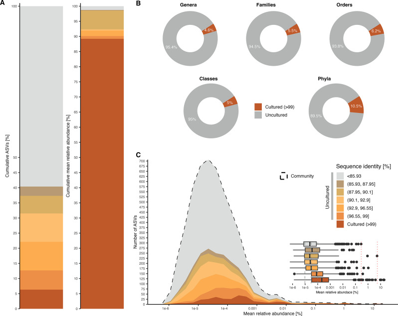 Recovered bacterial endophytic diversity and abundance in the Cannabis seed microbiome. A Cumulative percentage of community amplicon sequence variants (ASVs) and their mean relative abundance according to sequence identity to the cultured isolates. B Proportion of taxonomic ranks (genera, families, orders, classes, and phyla) in the community dataset that are represented in the cultured fraction (> 99% sequence identity). C Cumulative community ASV counts based on sequence identity to the isolates and according to mean relative abundance. The inset boxplot shows the distribution of the mean relative abundance of ASVs according to the proposed sequence identity thresholds, highlighting the representation of highly abundant taxa in the cultured fraction