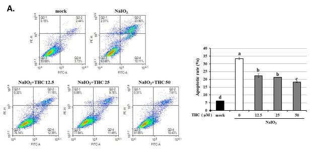THC attenuates NaIO3-induced apoptosis and expression of apoptosis-related proteins in ARPE-19 cells. The ARPE-19 cells were pretreated with different concentrations of THC (0–50 μM) for 1.5 h and then co-treated with NaIO3 for 24 h. (A) Cell apoptosis was analyzed by Annexin V-FITC/propidium iodide (PI) staining and flow cytometry. (B) Expression levels of apoptosis-related proteins (Bcl-2, Bax, cleavage caspase 3, and cleavage PARP). Protein expression was quantified by densitometric analysis and normalized to β-actin as the loading control. Data are presented as the means ± SD of three independent experiments (n = 3). Different letters (a–d) in the statistical graphs indicate significant differences (p < 0.05) within each group.