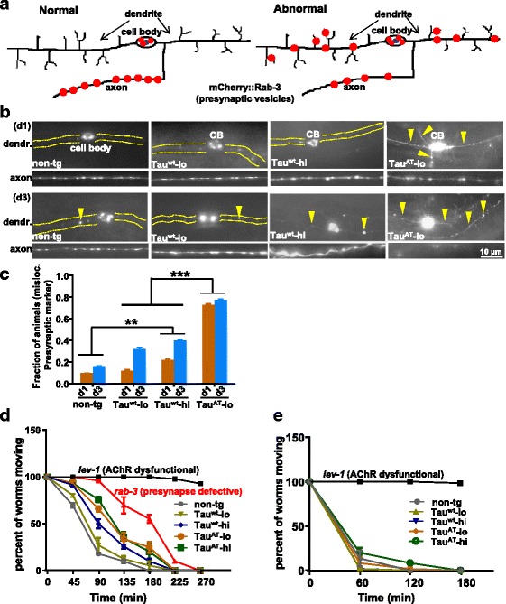 Mutant TauAT worms show presynaptic protein mislocalization in dendrites of PVD neurons and neurotransmission defects. a Schematic representation of a PVD neuron with normal localization of mCherry::RAB-3 (pre-synaptic marker, red dots) and a PVD neuron with altered localization. The branched morphology represents the dendritic compartment; the unbranched ventral process is the axon. b Representative images of dendrites and axons at day 1 and day 3 of the mentioned transgenes. In non-tg and Tauwt worms (-lo and -hi), mCherry::RAB-3 localizes in the axonal compartment and is excluded from the dendrites in young adults (day 1). By contrast, TauAT-lo worms show mCherry::RAB-3 mislocalized to the dendrites (yellow arrowheads) and a reduced distribution in the axons. With age, Tauwt (-lo and -hi) also show slight mislocalization to the dendritic compartments (yellow arrowheads). Yellow dotted areas correspond to the dendrite not visible in non-tg, Tauwt-lo and Tauwt-hi worms at day1. c Quantification of the fractions of animals with mislocalized presynaptic mCherry::RAB-3 puncta in tau-transgenes at day 1 (d1) and day 3 (d3). Non-tg worms serve as control. Error bars denote mean ± SEM, n ≥ 20. **P ≤ 0.01, ***P ≤ 0.001. Paired t-test with unequal variance was used for comparison. d Time-dependent paralysis induced by aldicarb (acetylcholine esterase inhibitor). Data represents the percentage of worms (mean ± SEM) still able to move on 1 mM aldicarb plates after being touched, as a function of time. Non-tg and Tauwt-lo worms are highly sensitive (bottom curves, grey and olive). Tauwt-hi, TauAT-lo and TauAT-hi worms show some resistance (blue, ochre, green curves, resp.). Strongly resistant lev-1 (AChR mutant carrying the e211 allele) and mildly resistant rab-3 (Ras GTPase mutant carrying the js49 allele) are used as additional controls (black and red curve, resp). After applying two-way ANOVA with Bonferroni correction, P < 0.01 at time points 45 and 180 min, whereas P < 0.001 at time points 90 and 135 min is obtained for Tauwt-hi, TauAT-lo and TauAT-hi against non-tg. n = 20 animals, three independent repetitions. e Time-dependent paralysis induced by levamisole (acetylcholine receptor agonist). Data represents the percentage of worms (mean ± SEM) still able to move on 0.2 mM levamisole plates after being touched, as a function of time. All the four tau-lines were as sensitive to levamisole as non-tg. Strongly resistant lev-1 (e211) is shown as an additional control. n = 20 animals, three independent repetitions