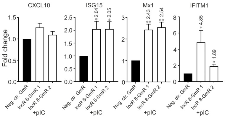 Knockdown of lncR 8 upregulates representative ISGs after poly(I:C) treatment. One day prior to poly(I:C) treatment, GmRs targeting lncR 8 and Neg. ctr. were transfected in Huh-7.5 cells. Cells were treated with 5ug poly(I:C) and collected after 8 h incubation. qRT-PCR data of ISGs was normalized to GAPDH. The data are shown as the mean ± SEM of at least three independent experiments. * p ≤ 0.05 and **p ≤ 0.01. Altered mRNA level with significance are marked with numbers at the top of the bar. The numbers indicate fold changes of mRNA expression after treatment, where positive numbers mean upregulation, negative numbers mean downregulation.