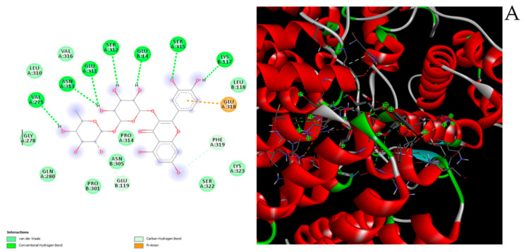 (A) Putative interactions between rutin and indoleamine-2,3-dioxygenase (IDO-1; PDB: 6KOF). Free energy of binding (ΔG) and affinity (Ki) are −9.2 kcal/mol and 0.2 µM, respectively; (B) putative interactions between cannabidiolic acid and indoleamine-2,3-dioxygenase (IDO-1; PDB: 6KOF). Free energy of binding (ΔG) and affinity (Ki) are −7.6 kcal/mol and 2.7 µM, respectively. (C) Putative interactions between cannabidiol and indoleamine-2,3-dioxygenase (IDO-1; PDB: 6KOF). Free energy of binding (ΔG) and affinity (Ki) are −7.4 kcal/mol and 3.8 µM, respectively.