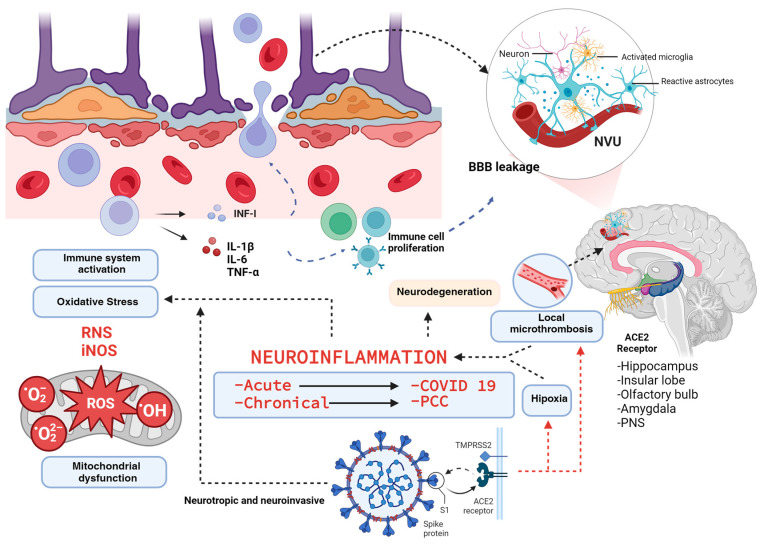 Neuroinflammation in COVID-19 and Post-COVID Condition. SARS-CoV-2, a neurotropic and neuroinvasive virus, affects both the central and peripheral nervous systems, particularly targeting regions expressing ACE2 receptors. This interaction not only activates the immune system but also leads to microthrombosis and hypoxia, exacerbating the inflammatory response through the release of cytokines such as IL-1β, IL-6, TNF-α, and INF-I. Concurrently, there is an upregulation of nitric oxide synthase (iNOS) and an increase in oxygen and nitrogen free radicals. These changes prompt the activation of the neurovascular unit (NVU) and compromise the integrity of the blood–brain barrier (BBB), facilitating the infiltration of inflammatory cells. This cascade of events amplifies neuroinflammation, which, if sustained, may lead to chronic neurodegeneration.