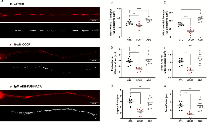 Evaluation of mitochondria in neurites after 72 h exposure to 1 µM ADB-FUBINACA. (A) Representative images depicting the mitochondrial network in neurons stained with the PKMito RED probe, displayed in their raw form and after thresholding. (B) Quantification of Mitochondrial Number and (C) Total Mitochondrial Area per 100 µm length of neurite. (D) Measurement of Mitochondrial Perimeter and (E) Area per mitochondrion. Assessment of mitochondrial shape profile, including (F) Aspect Ratio and (G) Form Factor. Results are presented as mean ± SEM from seven independent experiments, with a minimum of 61 neurites assessed per condition (ranging from 5 to 18 neurites per experiment), totaling 339 neurites analyzed. ****p < 0.0001 compared to the respective vehicle control, using Nested one-way ANOVA, followed by Dunnett’s post-test