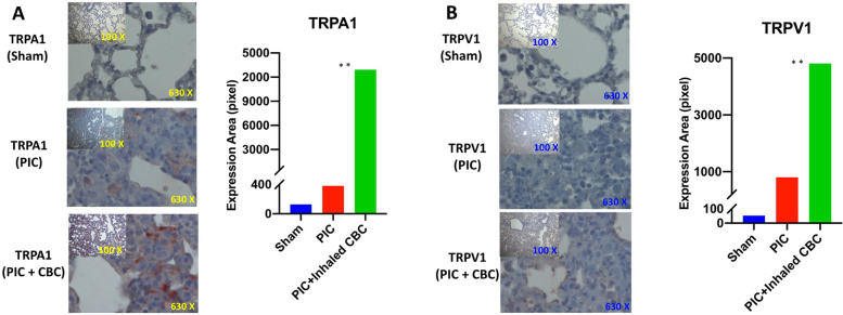 Inhalant cannabichromene (CBC) may interact with the endocannabinoid system through enhancement of transient receptor potential (TRP) cation channels. Immunohistochemical staining of lung tissues with A transient receptor potential cation channel subfamily A member 1 (TRPA1) and B the transient receptor potential cation channel subfamily V member 1 (TRPV1) with less affinity showed an increase in the expression level of TRPA1 and TRPV1 in lung tissues of CBC treated group (PIC + CBC) compared to normal sham or Poly (I:C) treated one (sham or PIC) (images are all ×630 and inner images are ×100 magnification) (**p<0.01, means +/-SD). The bar graphs demonstrate the quantified analysis of the staining using particle count and color intensity measurement in the ImageJ software version 1.53