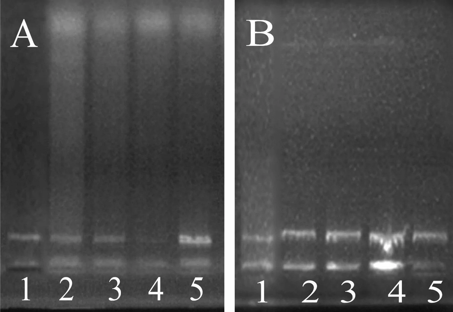 Effects of tested combinations on DNA fragmentation in MG63 A bone cancer cells and HC B bone normal cells (1. Control, 2. CBD + MEL, 3. THC + MEL, 4. CP + MEL, 5. MEL)