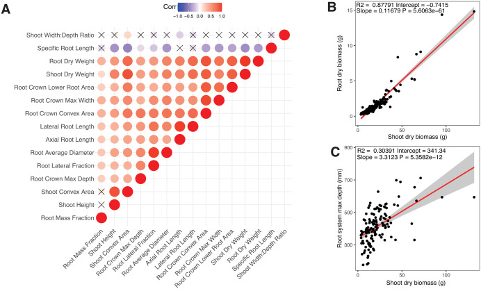 Phenotype correlations among 46 hemp genotypes.(A) Correlation matrix with positive correlations between traits depicted in red color, negative correlations in blue color, and X symbol marks all bivariate correlations that were not significant with a P value set at 0.05. (B) Linear regression between shoot dry biomass and root dry biomass. (C) Regression between shoot dry biomass and root system maximum depth. Data from S5 Table.