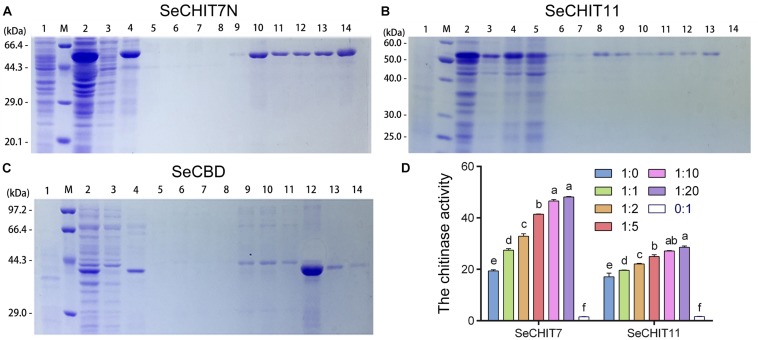 Detection interaction of SeCHITs and SeCBD by eukaryotic expression. (A) Expression and purification of SeCHIT7N. (B) Expression and purification of SeCHIT11. (C) Expression and purification of SeCBD. (D) Chitinase activity detection of SeCHIT7N, SeCHIT11, SeCBD, and SeCHITs + SeCBD. Error bars prepresent standard deviation.