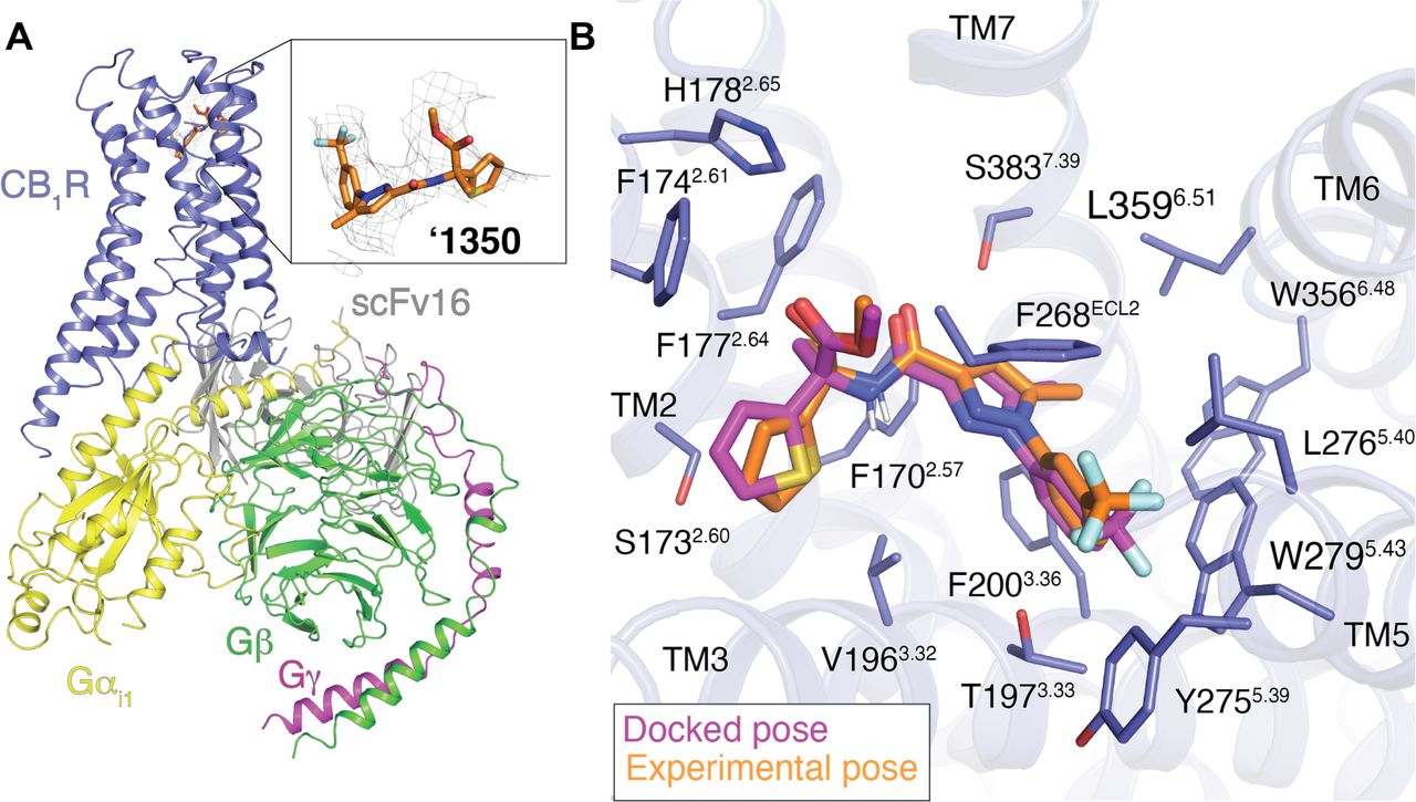 Cryo-EM structure of ‘1350-CB1R-Gi1 complex.A. Cryo-EM structure of ‘1350-CB1R-Gi1 highlighting the ligand density. B. Overlay of the docked pose (magenta) with the experimental pose (orange) of ‘1350.
