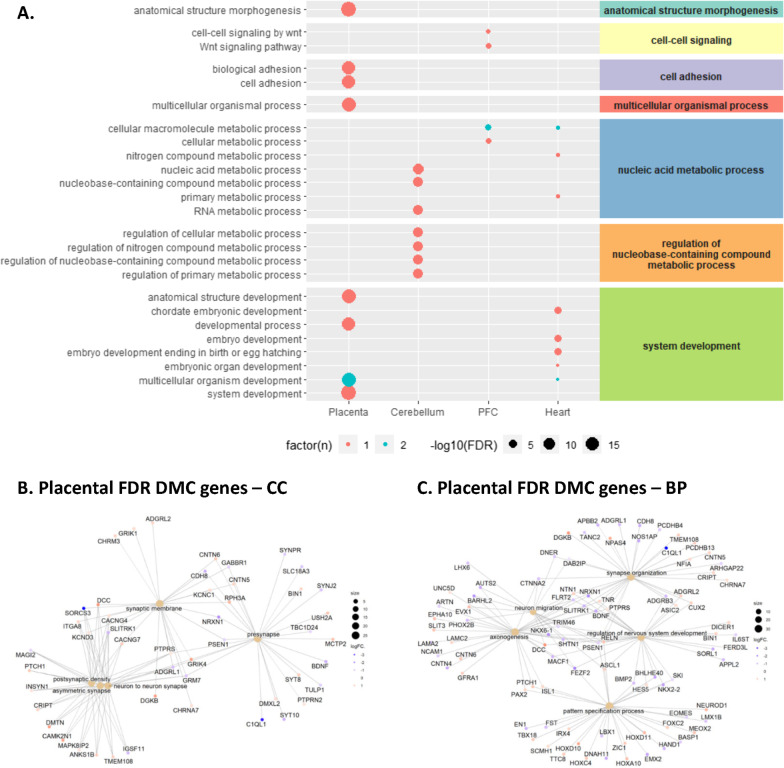 DMC genes are enriched for morphogenesis, nucleic acid metabolism, and nervous system development related terms. A The top 10 FDR significant GO terms in the biological processes category are presented for each tissue clustered according to larger parent categories identified using rrvgo. Color indicates the number of tissues enriched for each term and the size of circles indicates − log10 FDR p value across terms. There was no FDR significant enrichment of GO terms in lung tissue. In the placenta, the clusterProfiler R package was used to visualize enriched cellular compartments (B), biological processes (C), and connected genes using the more stringent set of 573 FDR significant DMCs