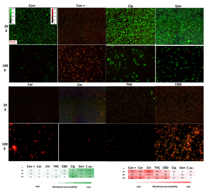 The fluorescence microscopy of PI-staining of P. aeruginosa exposed with selected PBCs, antibiotics, and controls for 1 h. Higher red fluorescence has higher membrane disruption and permeability. The densitometry and intensity measurement heat map is shown in the bottom panel (n = 3). Con+: control-positive (bacteria boiled for 10 min to disrupt the membrane); Con−: control-negative (untreated); Cin: cinnamaldehyde; THC: tetrahydrocannabinol; CBD: cannabidiol; Cip: ciprofloxacin; Gen: gentamycin.