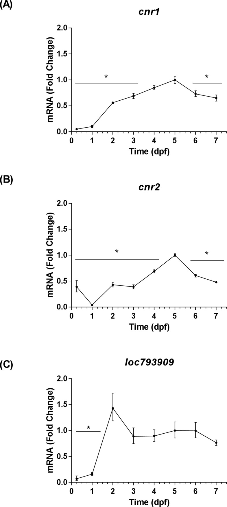Temporal expression patterns of eCB receptor genes.The time points on all graphs are represented as means ± 95% CI (0.25–1 dpf: 20 larvae/n, n = 3; 2–7 dpf: 10 larvae/n, n = 3). * Indicates that a group is significantly different from the 5 dpf group (Sidak's multiple comparisons test, P < 0.05). (A) The fold change of cnr1 transcript levels relative to 5 dpf as determined by qRT-PCR. (B) The fold change of cnr2 transcript levels relative to 5 dpf as determined by qRT-PCR. (C) The fold change of loc793909 transcript levels relative to 5 dpf as determined by qRT-PCR.