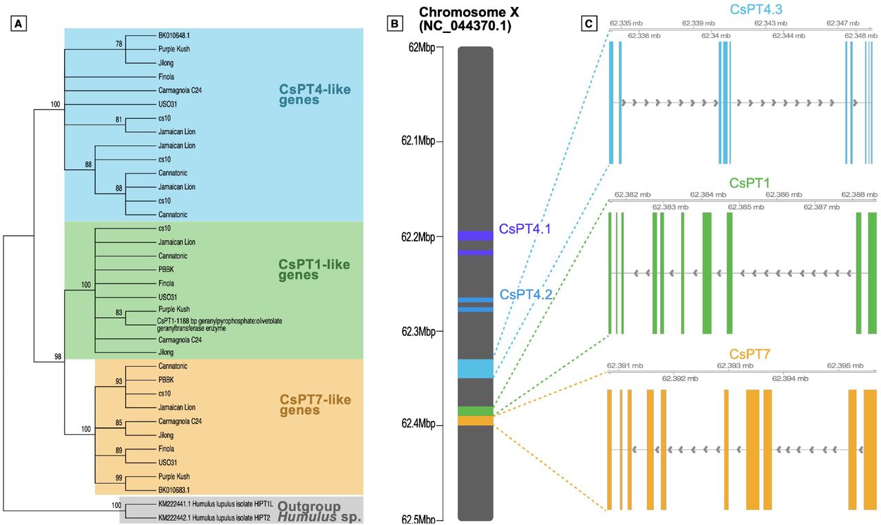 Cannabigerolic Acid Synthase.A) Relationship via Maximum Likelihood approach between the CsPT genes from the nine assemblies showing the clear split between CsPT4 from CsPT1 and 7. Numbers in the branches indicate the percent of 500 bootstraps supporting the topology. B) Location of the five CsPT gene copies in the cs10 assembly. C) Gene structure of three complete copies of CsPT4.3, CsPT1, and CsPT7 showing exons in blue, green, and yellow, respectively. Introns are the uncolored gaps. Arrows indicate the transcription direction.