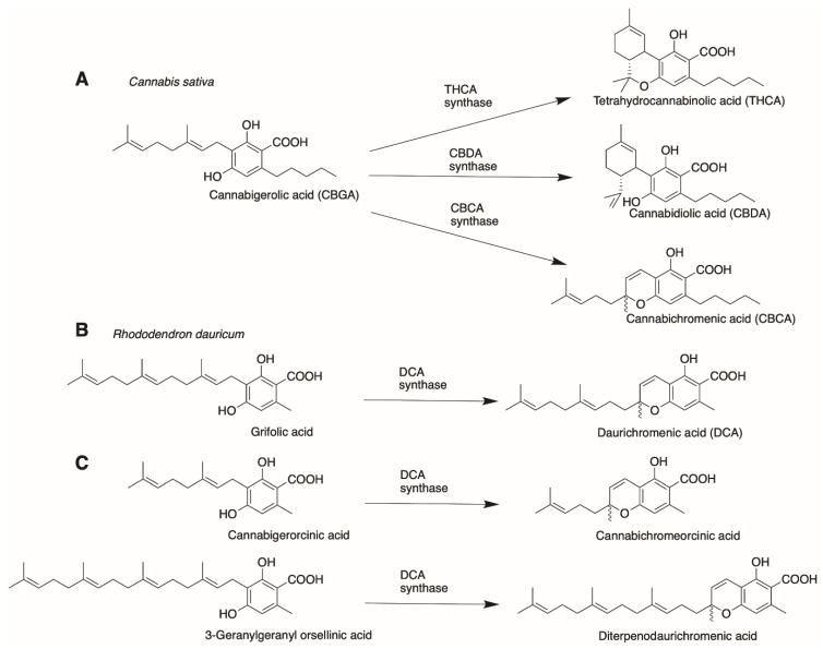 Comparison of naturally occurring substrates and products of (A) cannabinoid synthases in C. sativa and (B) DCA synthase in R. dauricum and (C) novel DCA synthase with substrates of different prenyl chain lengths.
