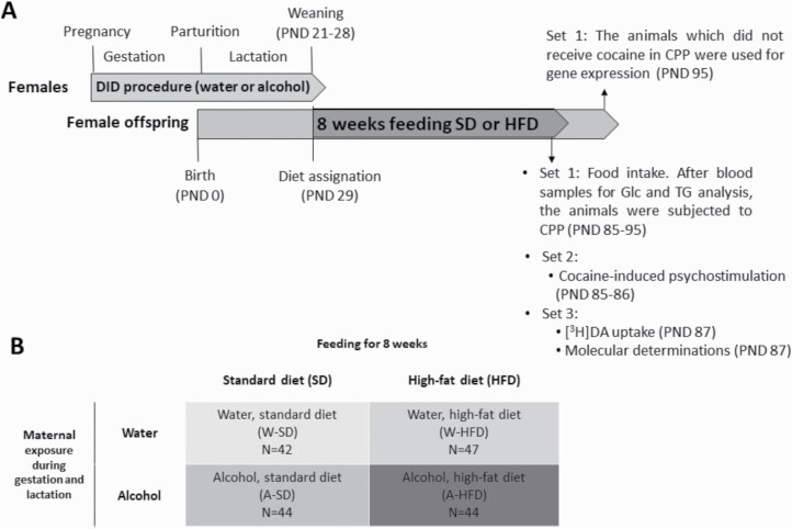 (A) Experimental design. Pregnant C57BL/6 females were exposed to alcohol or water (control) during the gestation and lactation periods, following the drinking-in-the-dark (DID) procedure. On postnatal day (PND) 29, female offspring were assigned a standard diet or a high-fat diet (HFD). After feeding for 8 weeks, their glucose (Glc) and triglyceride (TG) blood levels were determined, and mice were tested for cocaine-induced psychostimulation, cocaine-induced conditioned place preference (CPP), or molecular determinations. (B) Experimental groups: there are 4 experimental groups according to the exposure of their mothers to water (W) or alcohol (A) during the gestation and lactation periods, and the diet they were fed (standard diet or HFD).