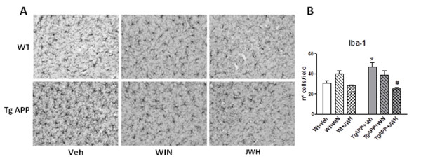 Microglial cell density was increased in Tg APP and decreased by continuous JWH oral treatment. A: representative Iba-1 immunostaining in cerebral cortex following the different treatments. B: microglial cortical cell density. Animals were treated with vehicle or cannabinoids (0.2 mg/kg) in the drinking water for 4 months, starting at 7 months of age. Results are mean ± SEM (n = 6-7 mice/group). #p < 0.05 vs wild type vehicle treated mice; * p < 0.05 vs Tg APP vehicle treated mice (ANOVA followed by Student's t test).