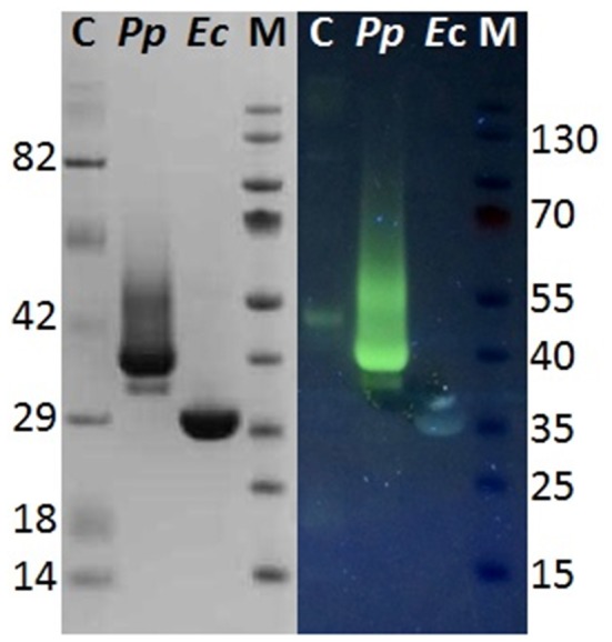 Glycostain gel analysis of P. pastoris and E. coli expressed Thc_Cut1. Left, SDS PAGE gel; Right, Glycostained gel; same samples were applied on both gels; C, Candy cane protein marker; M, peqGold protein marker IV; Pp, P. pastoris expressed Thc_Cut1; Ec, E. coli expressed Thc_Cut1.